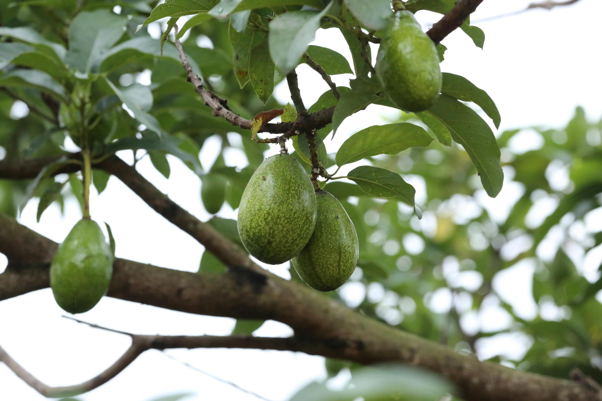 tree-image