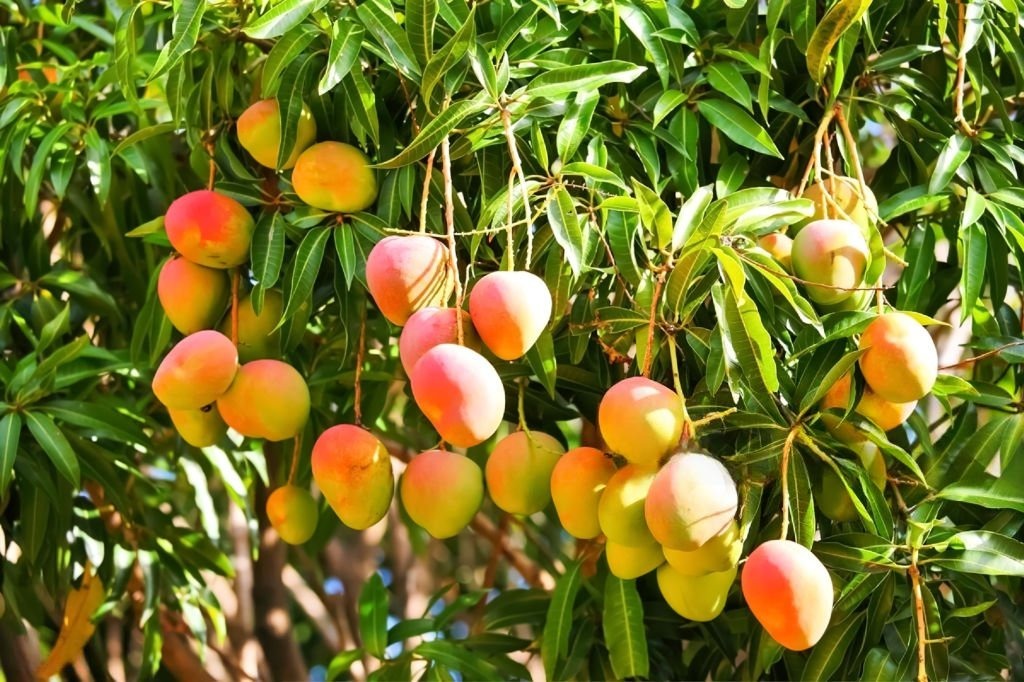 tree-image
