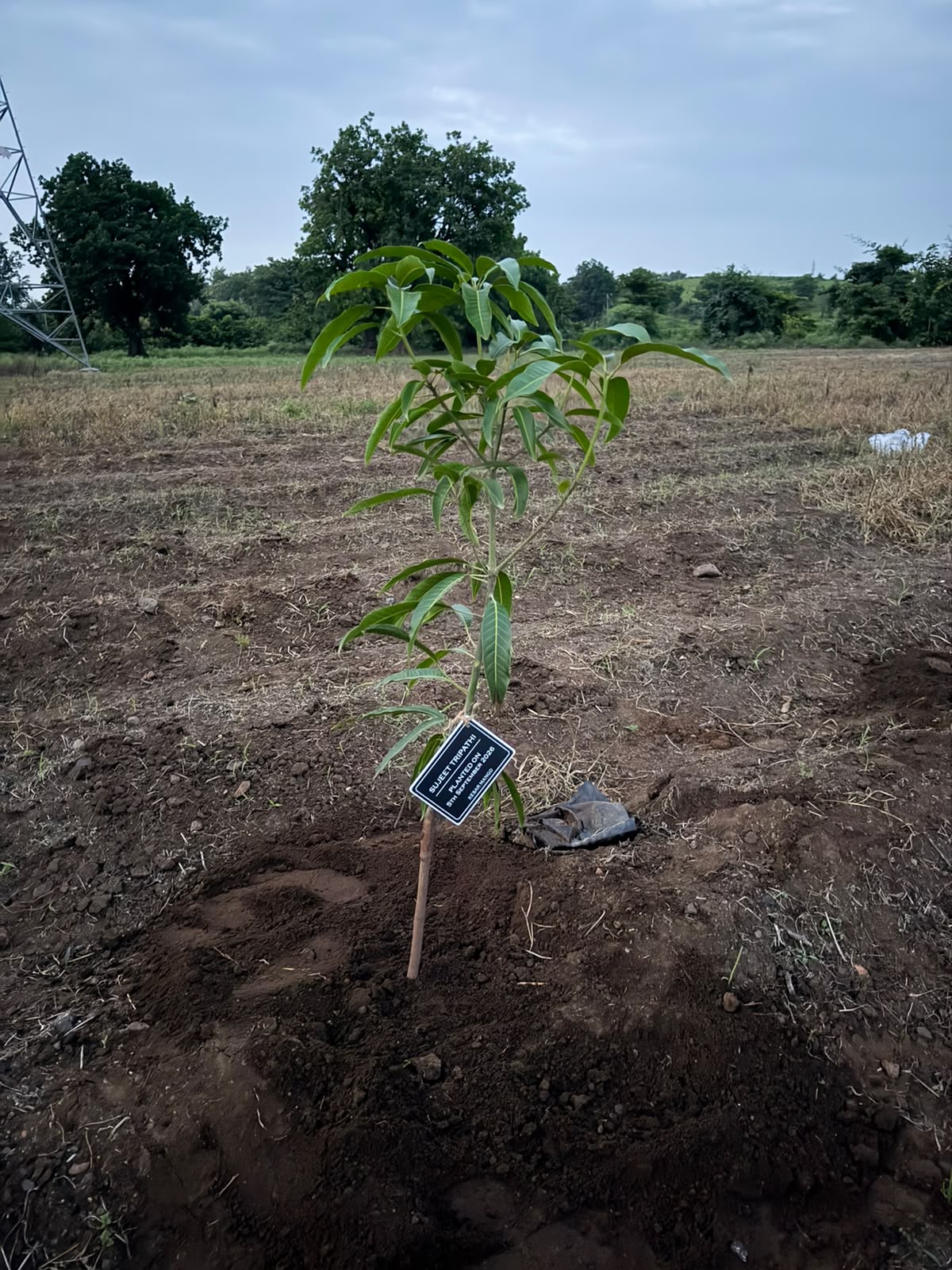 A young mango sapling settling into the soil at golden hour