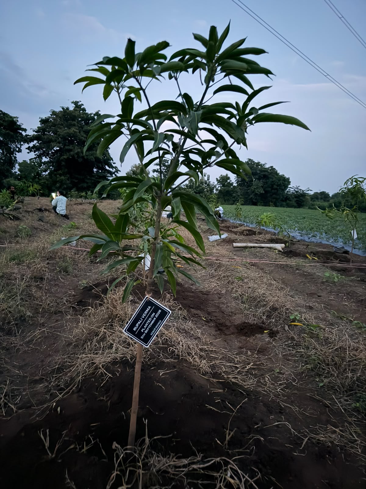 A sponsor's tag marking a tree planted during the drive