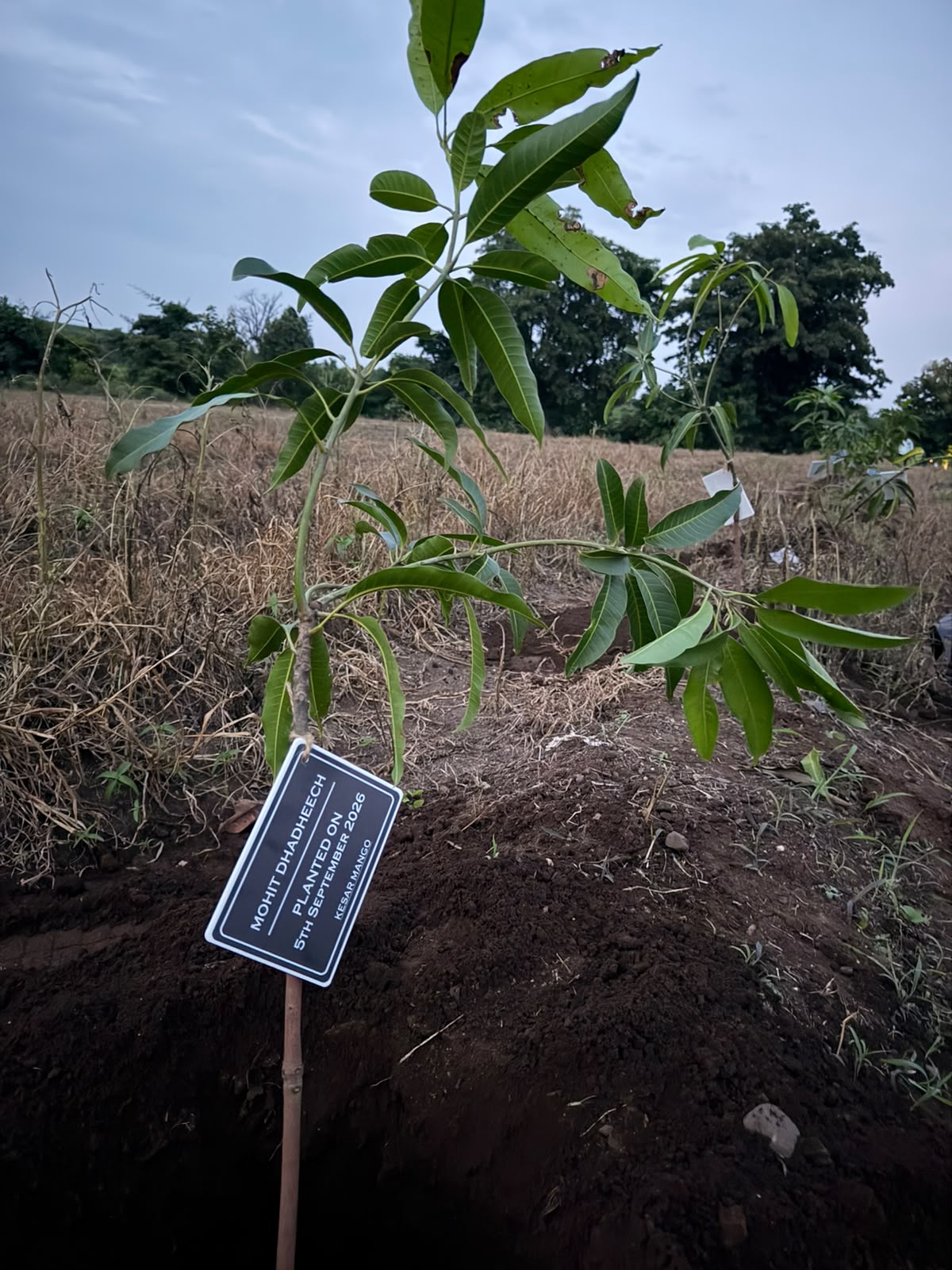 A sapling ready to grow alongside hundreds of others from the drive