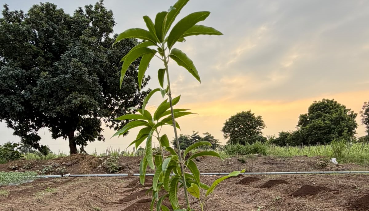 Volunteers and partner farmers planting saplings together during a Jad&Jal plantation drive