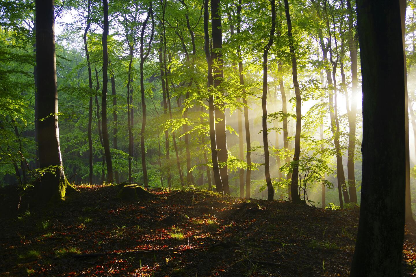 Support Our Mission to Restore Conserve Forests