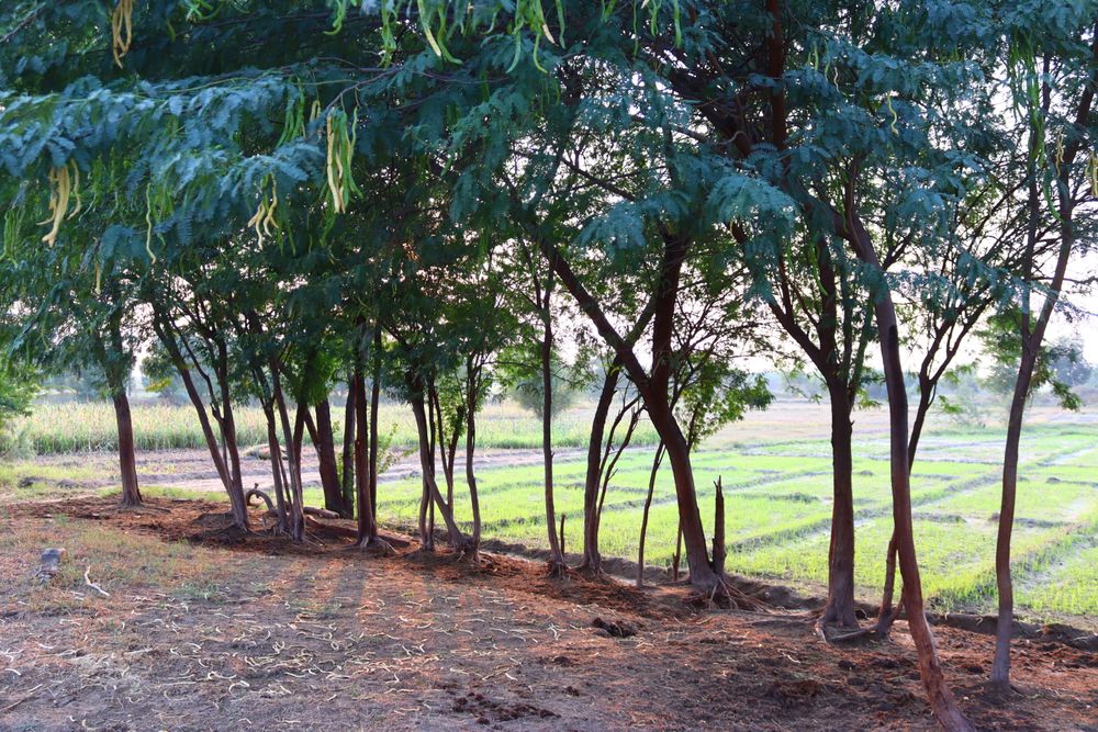 Mixed Boundary Tree