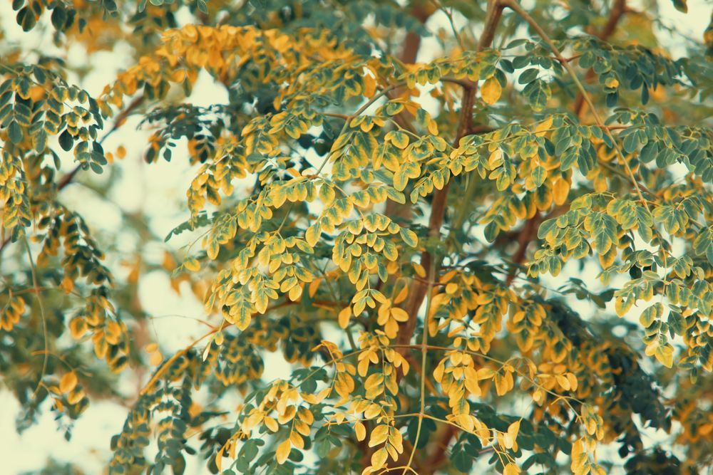 Moringa Tree