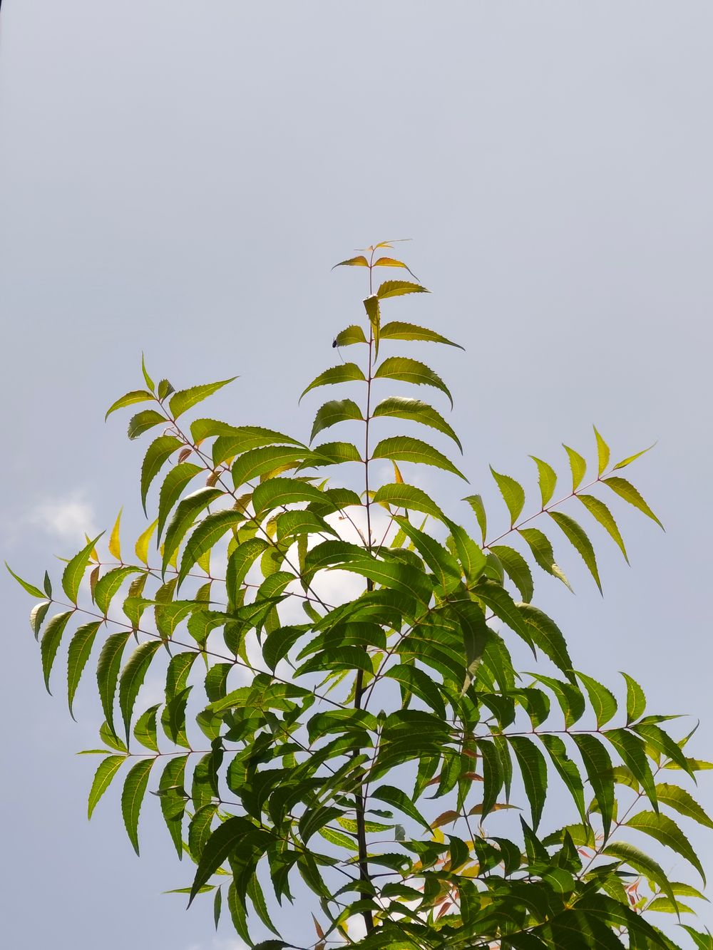 Neem Tree
