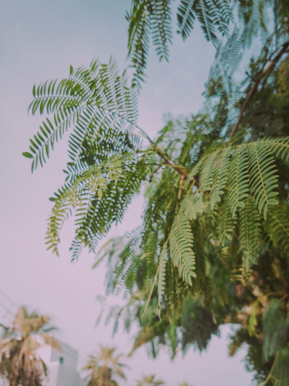 Subabul Tree